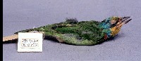五色鳥藏品圖，第2張